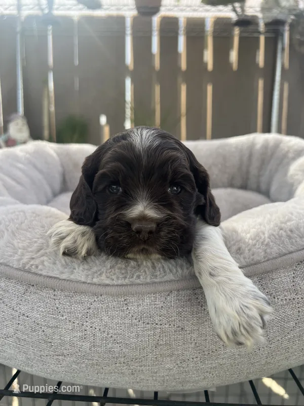 Bella – Cocker Spaniel puppy for sale in Tulare, CA