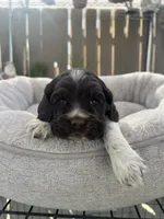Bella, a female Cocker Spaniel for sale in Tulare, CA – 1 of 3