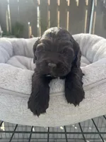 Koda , a male Cocker Spaniel for sale in Tulare, CA – 2 of 2