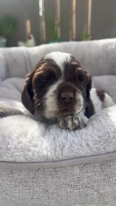 Luna, a female Cocker Spaniel for sale in Tulare, CA – 3 of 3