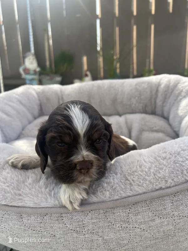 Rocky – Cocker Spaniel puppy for sale in Tulare, CA