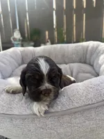 Rocky, a male Cocker Spaniel for sale in Tulare, CA – 1 of 3
