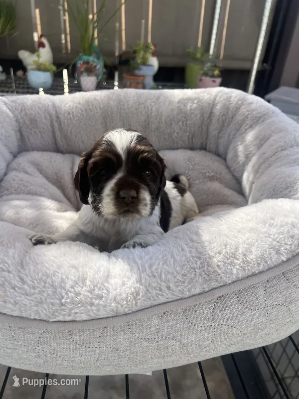 Luna – Cocker Spaniel puppy for sale in Tulare, CA