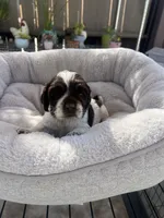 Luna, a female Cocker Spaniel for sale in Tulare, CA – 1 of 3