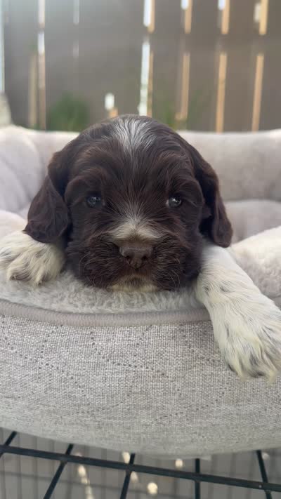 Bella, a female Cocker Spaniel for sale in Tulare, CA – 3 of 3
