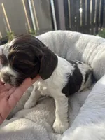 Champ , a male Cocker Spaniel for sale in Tulare, CA – 2 of 2