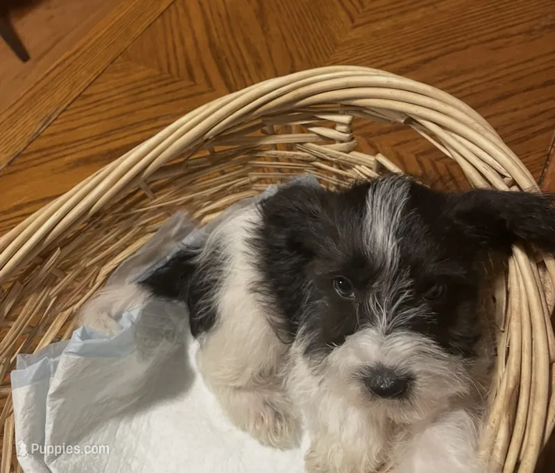 Blue Boy – Miniature Schnauzer, Chihuahua puppy for sale in Olanta, SC