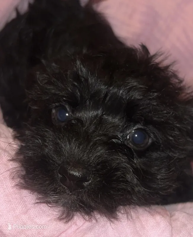 Beige Girl Relisted – Miniature Schnauzer, Chihuahua puppy for sale in Olanta, SC