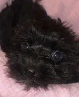 Beige Girl Relisted, a female Miniature Schnauzer and Chihuahua for sale in Olanta, SC – 1 of 5