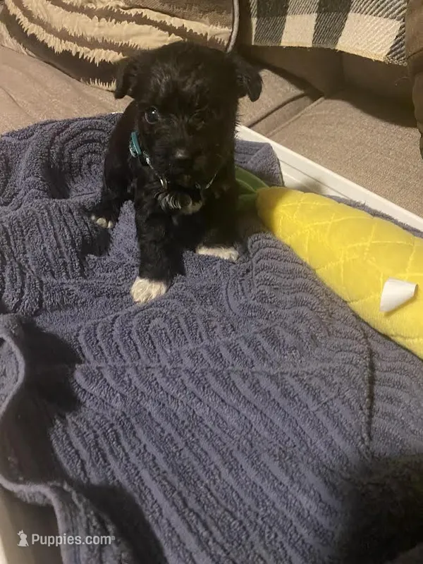 Dark Green Girl – Miniature Schnauzer, Chihuahua puppy for sale in Olanta, SC