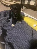 Dark Green Girl, a female Miniature Schnauzer and Chihuahua for sale in Olanta, SC – 1 of 3