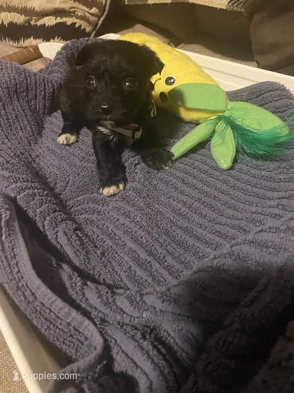 Beige Girl – Miniature Schnauzer, Chihuahua puppy for sale in Olanta, SC