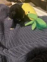 Beige Girl Relisted, a female Miniature Schnauzer and Chihuahua for sale in Olanta, SC – 3 of 5