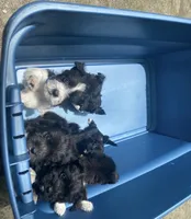 Yellow Boy, a male Miniature Schnauzer and Chihuahua for sale in Olanta, SC – 6 of 6
