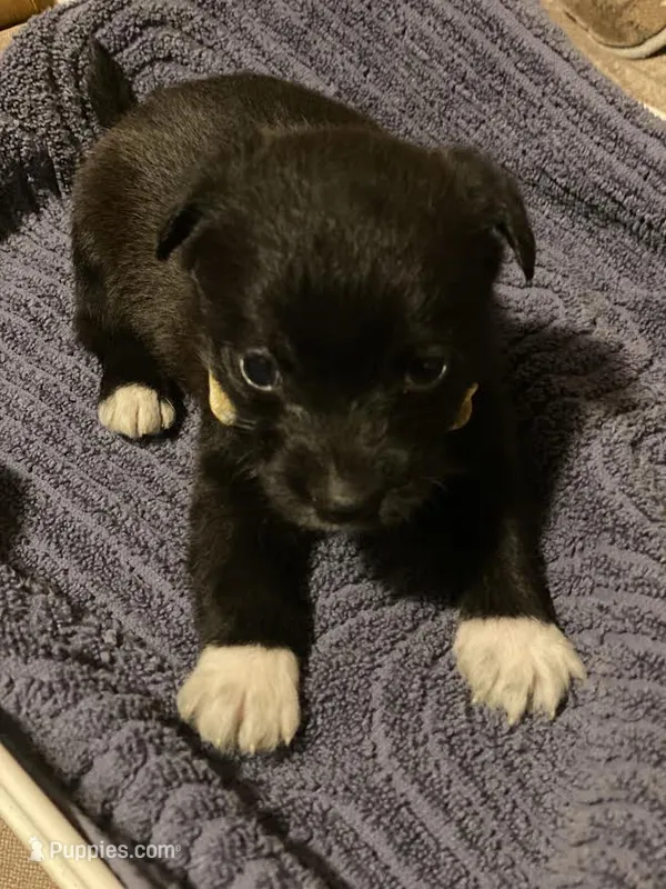 Yellow Boy – Miniature Schnauzer, Chihuahua puppy for sale in Olanta, SC