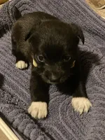 Yellow Boy, a male Miniature Schnauzer and Chihuahua for sale in Olanta, SC – 1 of 3