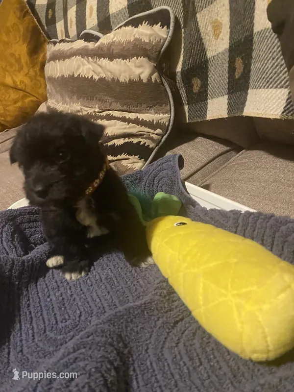 Brown Boy – Miniature Schnauzer, Chihuahua puppy for sale in Olanta, SC