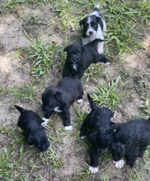 Dark Green, a female Miniature Schnauzer and Chihuahua for sale in Olanta, SC – 4 of 7