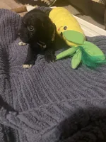 Beige Girl, a female Miniature Schnauzer and Chihuahua for sale in Olanta, SC – 2 of 7