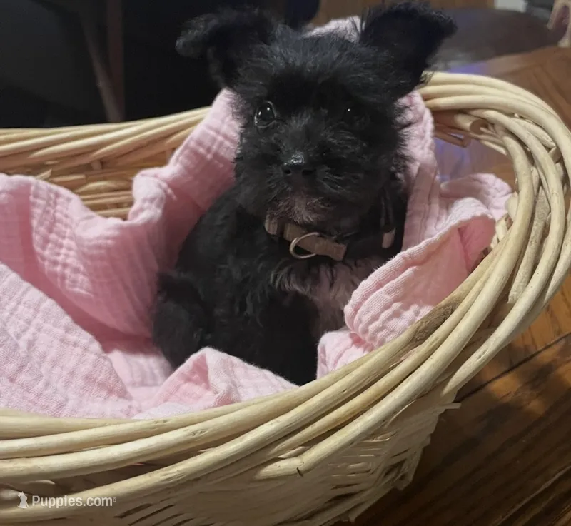 Beige Girl Relisted – Miniature Schnauzer, Chihuahua puppy for sale in Olanta, SC