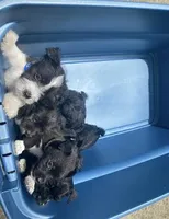 Dark Green, a female Miniature Schnauzer and Chihuahua for sale in Olanta, SC – 7 of 7