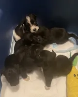 Beige Girl Relisted, a female Miniature Schnauzer and Chihuahua for sale in Olanta, SC – 5 of 5
