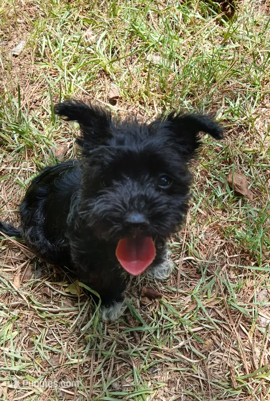Dark Green Girl – Miniature Schnauzer, Chihuahua puppy for sale in Olanta, SC