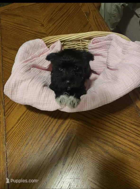 Dark Green Girl – Miniature Schnauzer, Chihuahua puppy for sale in Olanta, SC
