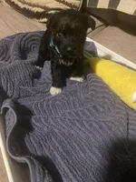Dark Green, a female Miniature Schnauzer and Chihuahua for sale in Olanta, SC – 2 of 7