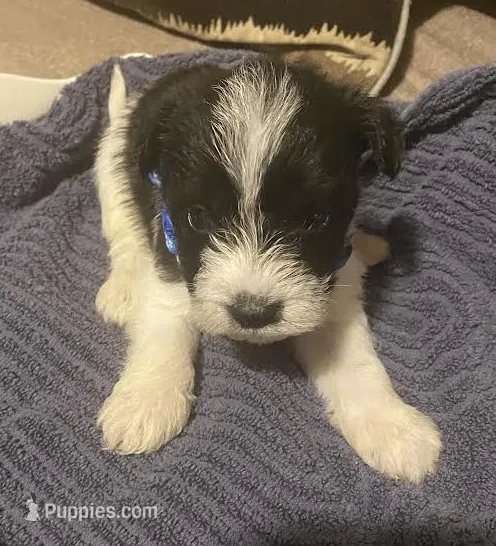 Blue Boy – Miniature Schnauzer, Chihuahua puppy for sale in Olanta, SC