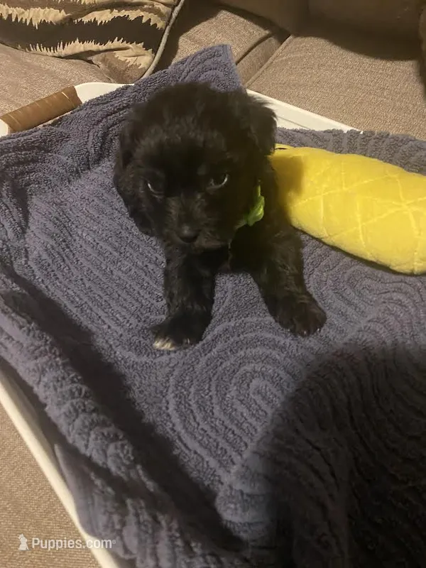 Light Green Boy – Miniature Schnauzer, Chihuahua puppy for sale in Olanta, SC