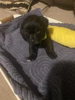 Light Green Boy, a male Miniature Schnauzer and Chihuahua for sale in Olanta, SC – 1 of 3