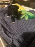 Beige Girl, a female Miniature Schnauzer and Chihuahua for sale in Olanta, SC – 1 of 7
