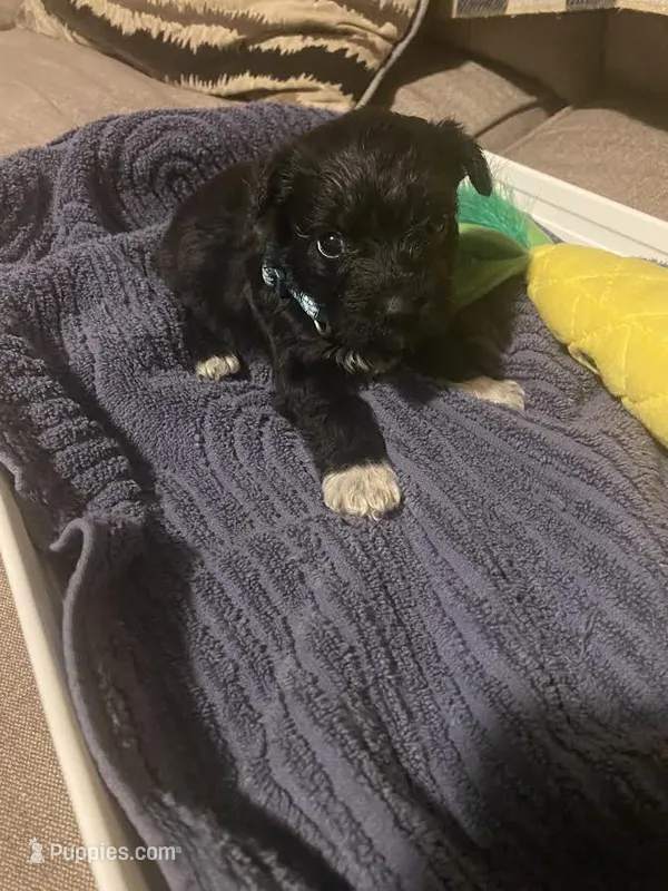 Dark Green – Miniature Schnauzer, Chihuahua puppy for sale in Olanta, SC