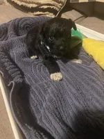 Dark Green, a female Miniature Schnauzer and Chihuahua for sale in Olanta, SC – 1 of 7