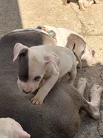 PENNY, a female American Bully for sale in Baltimore, MD – 5 of 5