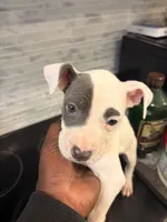 PENNY, a female American Bully for sale in Baltimore, MD – 4 of 5