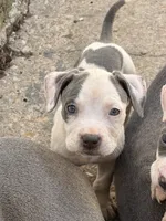 RUBY, a female American Bully for sale in Baltimore, MD – 6 of 6