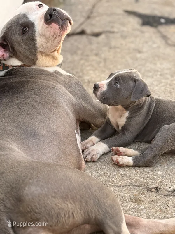 GREG – American Bully puppy for sale in Baltimore, MD