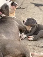 GREG, a male American Bully for sale in Baltimore, MD – 1 of 5