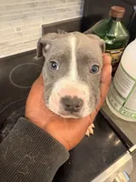 GREG, a male American Bully for sale in Baltimore, MD – 4 of 5