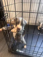GREG, a male American Bully for sale in Baltimore, MD – 2 of 5