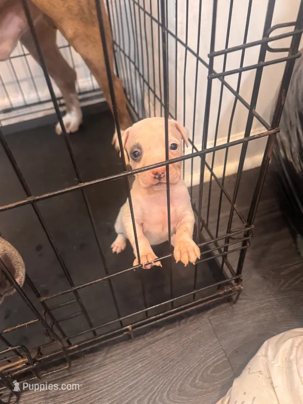 CHARLIE – American Bully puppy for sale in Baltimore, MD