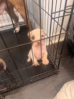 CHARLIE, a male American Bully for sale in Baltimore, MD – 1 of 3