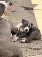 GREG, a male American Bully for sale in Baltimore, MD – 3 of 5