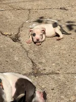 CHARLIE, a male American Bully for sale in Baltimore, MD – 2 of 3