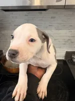 RUBY, a female American Bully for sale in Baltimore, MD – 4 of 6