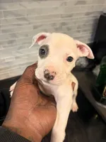 CHARLIE, a male American Bully for sale in Baltimore, MD – 3 of 3
