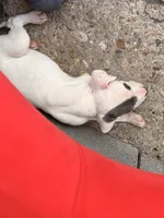 PENNY, a female American Bully for sale in Baltimore, MD – 2 of 5
