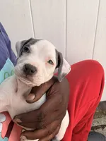 RUBY, a female American Bully for sale in Baltimore, MD – 2 of 6